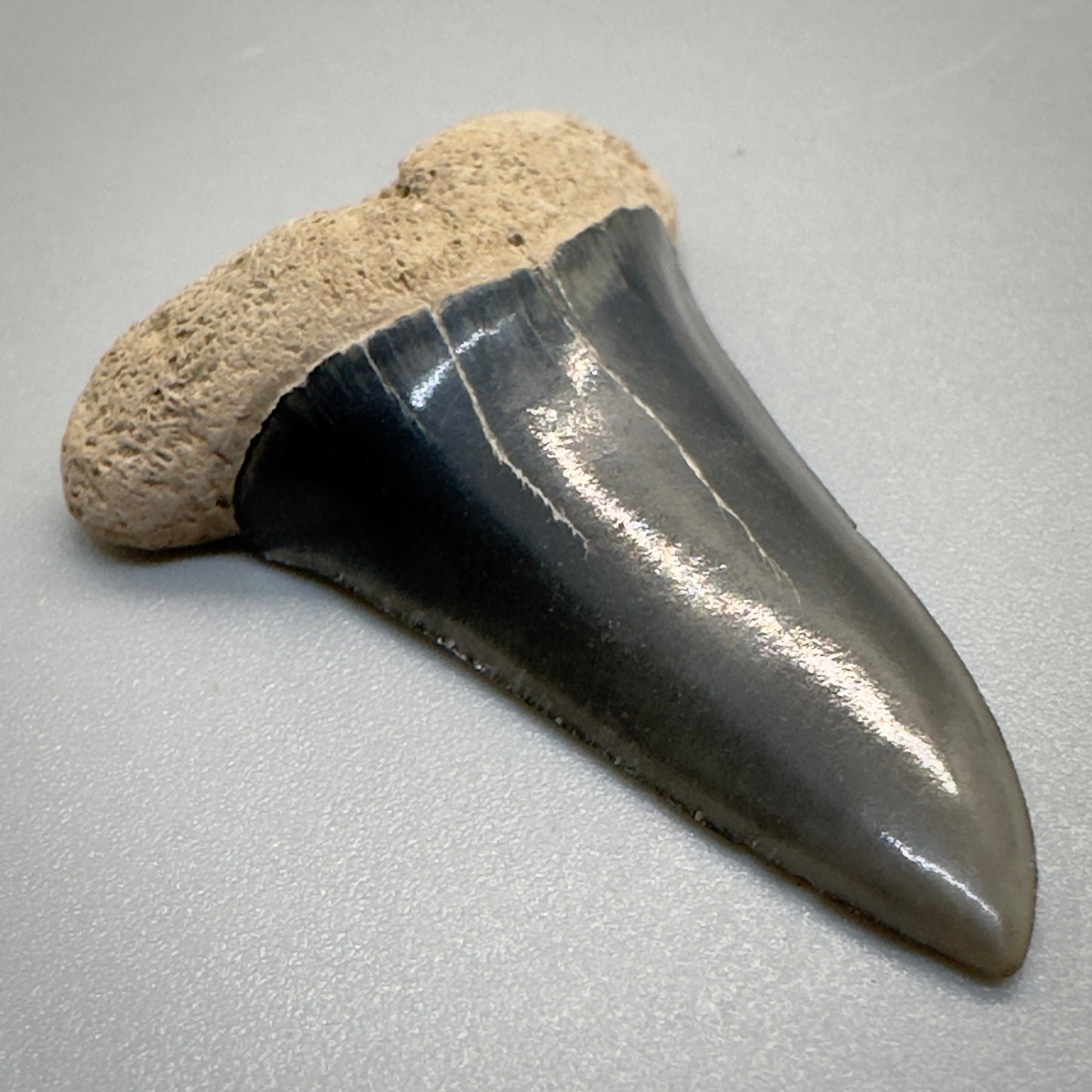 Dark colors 1.54 inches Extinct Longfin Mako - Isurus retroflexus Shark tooth from Southeast, USA M519 front left