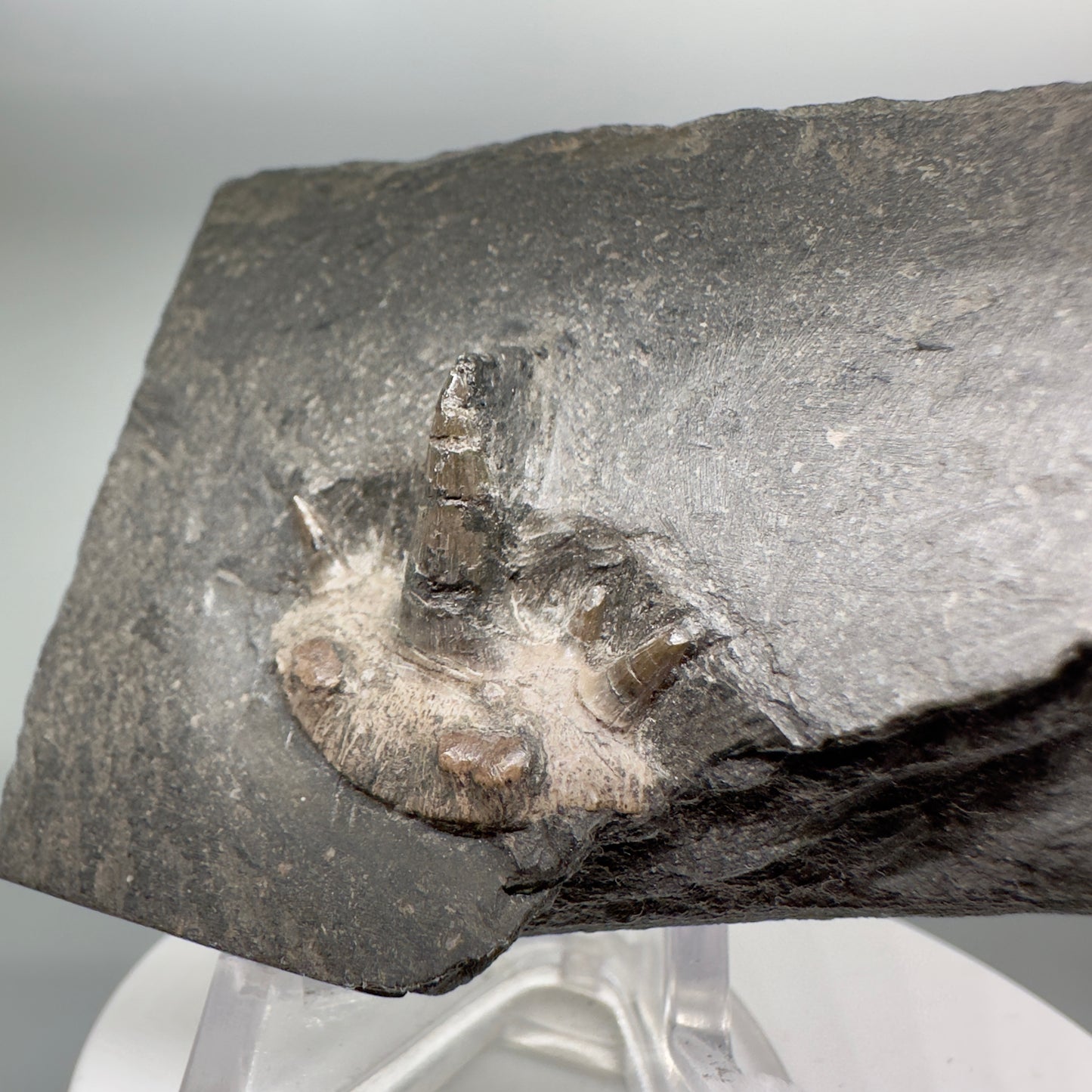 Very Rare 300 years old 0.83" in Matrix Fossil Cladodus sp. Shark Tooth - Nebraska R555 - Front left