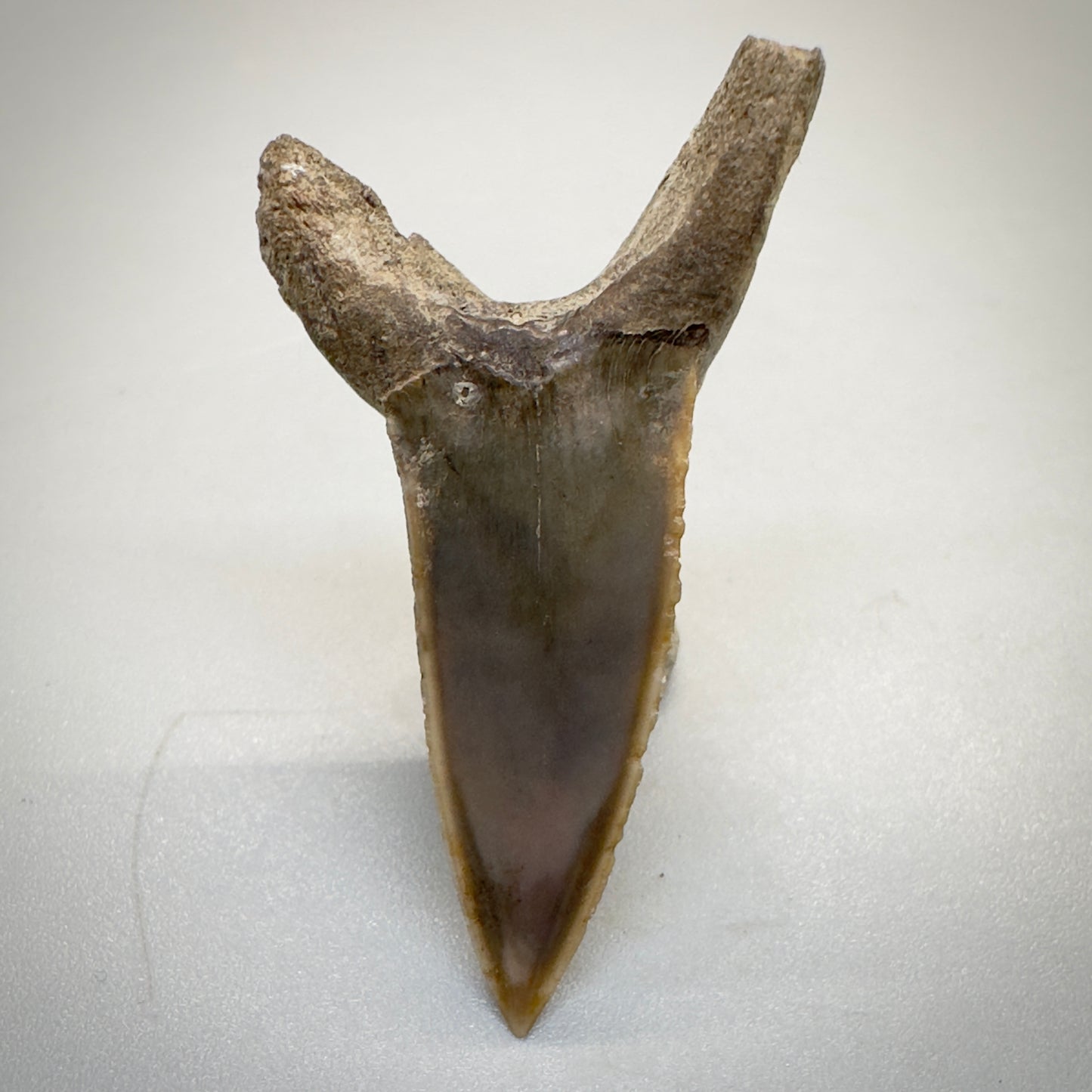 1.64 inches Extinct Longfin Mako Shark - Isurus retroflexus Shark tooth from Southeast, USA M520 back down
