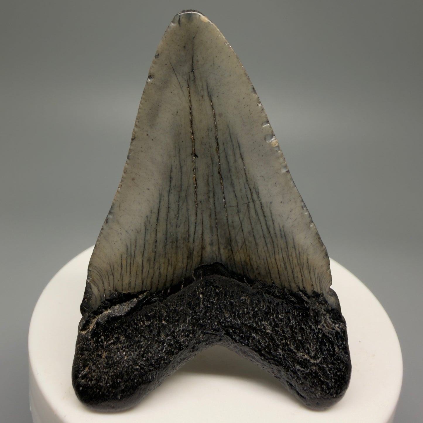 Back View 2.49" Colorful Fossil Megalodon Tooth – South Carolina River Find | Authentic Megalodon Tooth CM5495