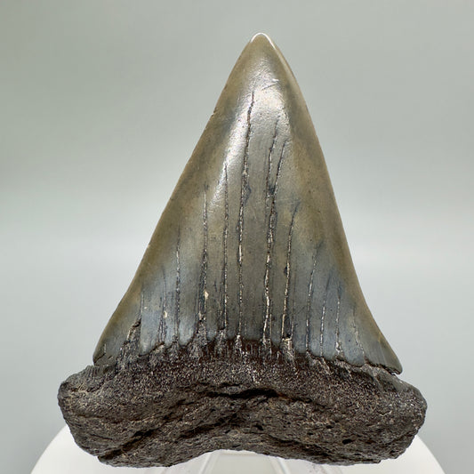 LARGE 2.73" Fossil Extinct Mako - Isurus hastalis Shark Tooth from Southeast USA R536 - Front
