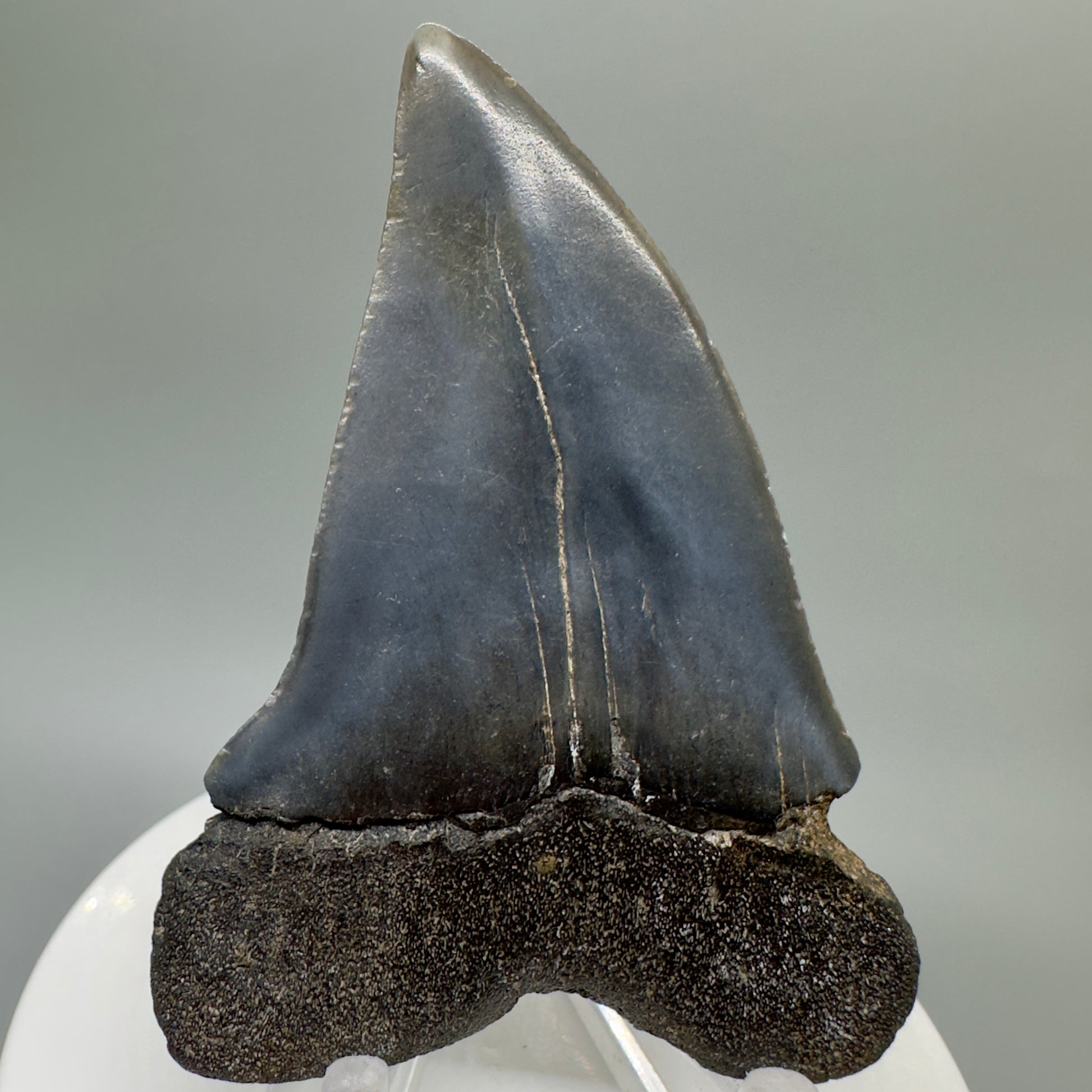 LARGE 2.75" Fossil Extinct Mako - Isurus hastalis Shark Tooth from Southeast USA M535 - Back
