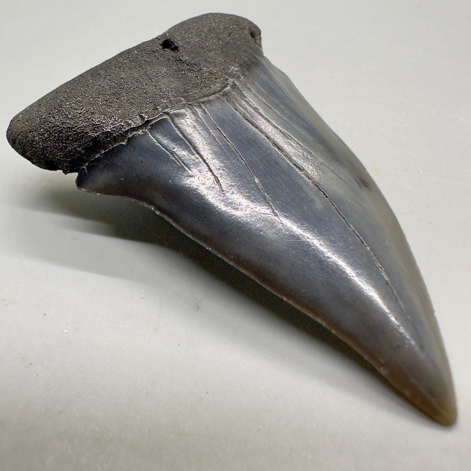LARGE 2.75" Fossil Extinct Mako - Isurus hastalis Shark Tooth from Southeast USA M535 - Front left