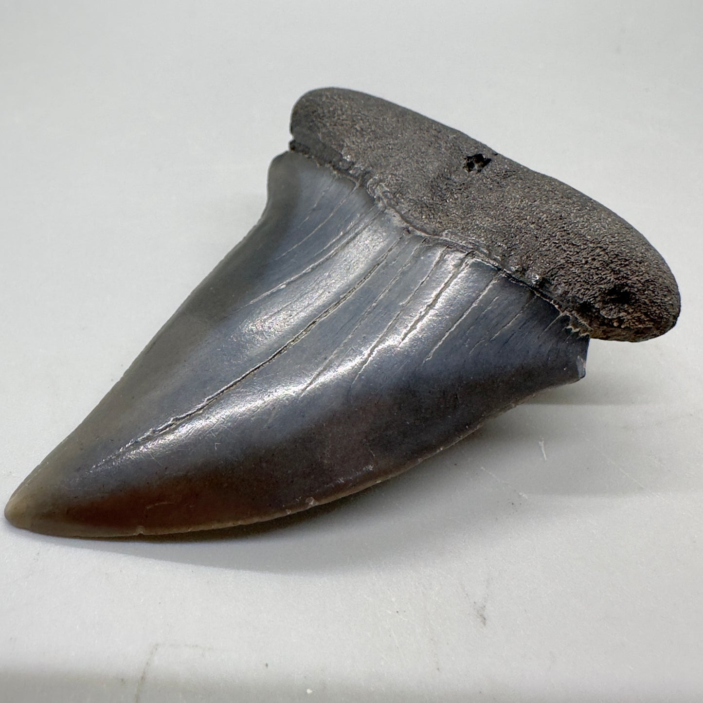 LARGE 2.75" Fossil Extinct Mako - Isurus hastalis Shark Tooth from Southeast USA M535 - Front right