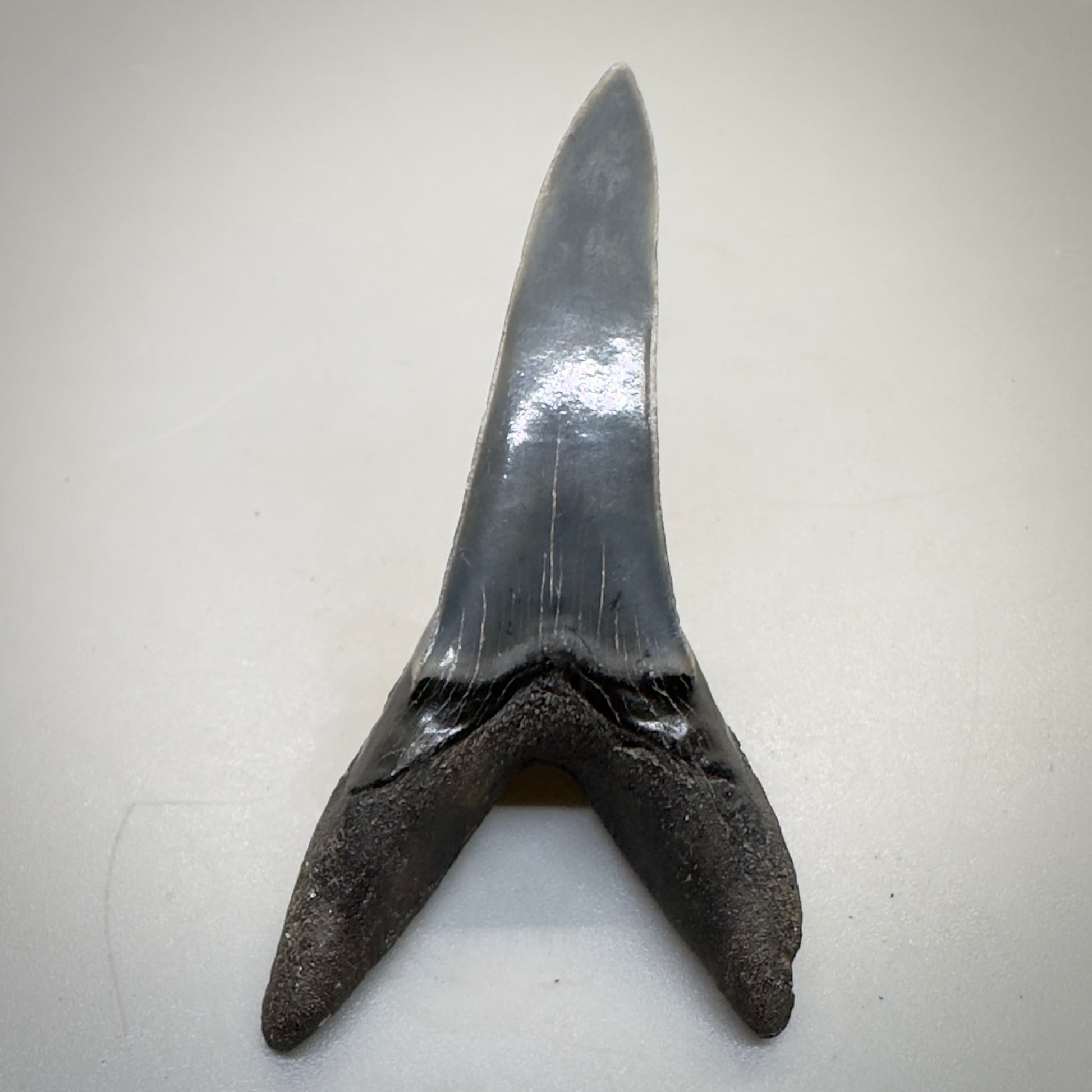 2.34 inches Fossil Shortfin Mako - Isurus desori Shark tooth from Southast, USA M522 back