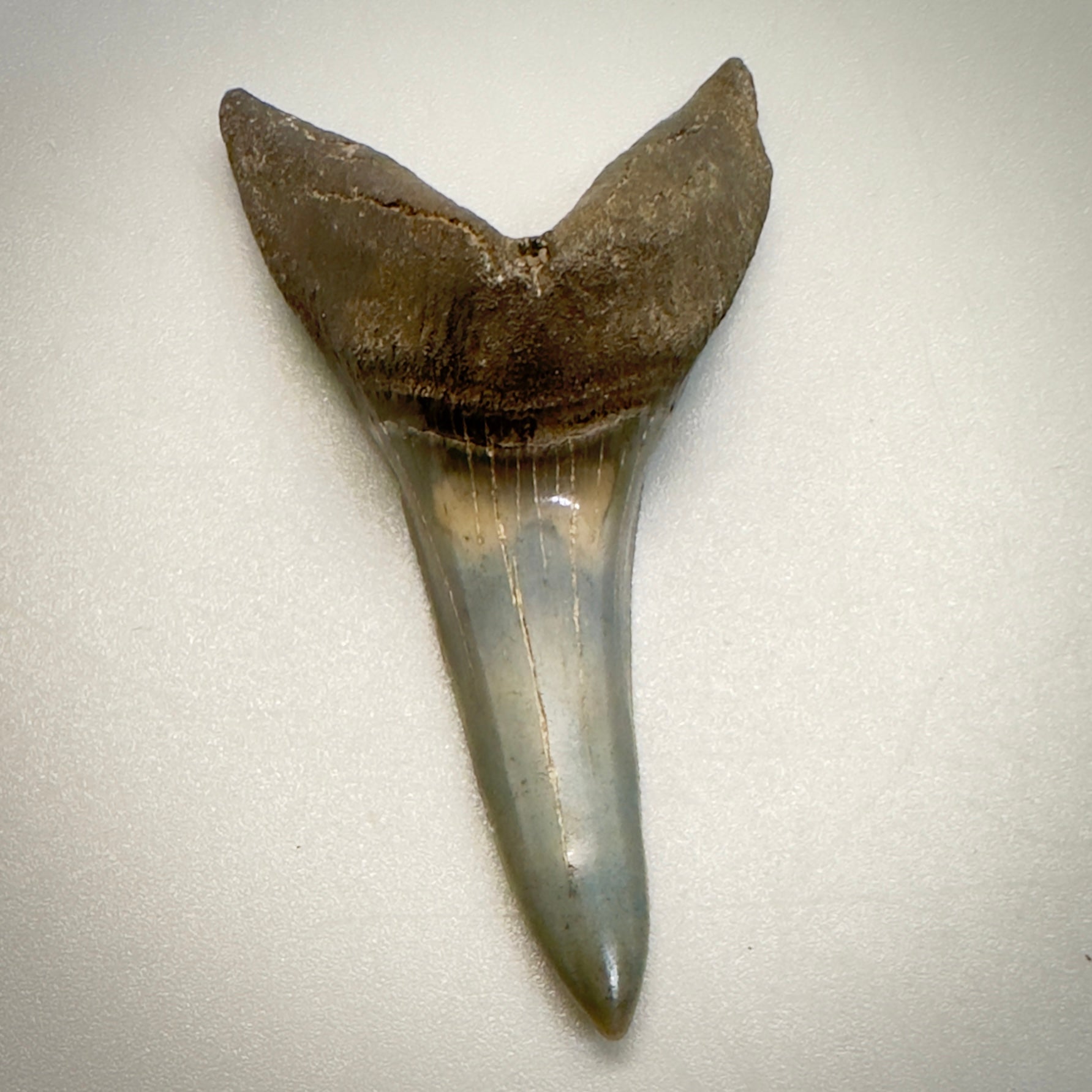 2.34 inches Fossil Shortfin Mako - Isurus desori Shark tooth from Southast, USA M522 front down