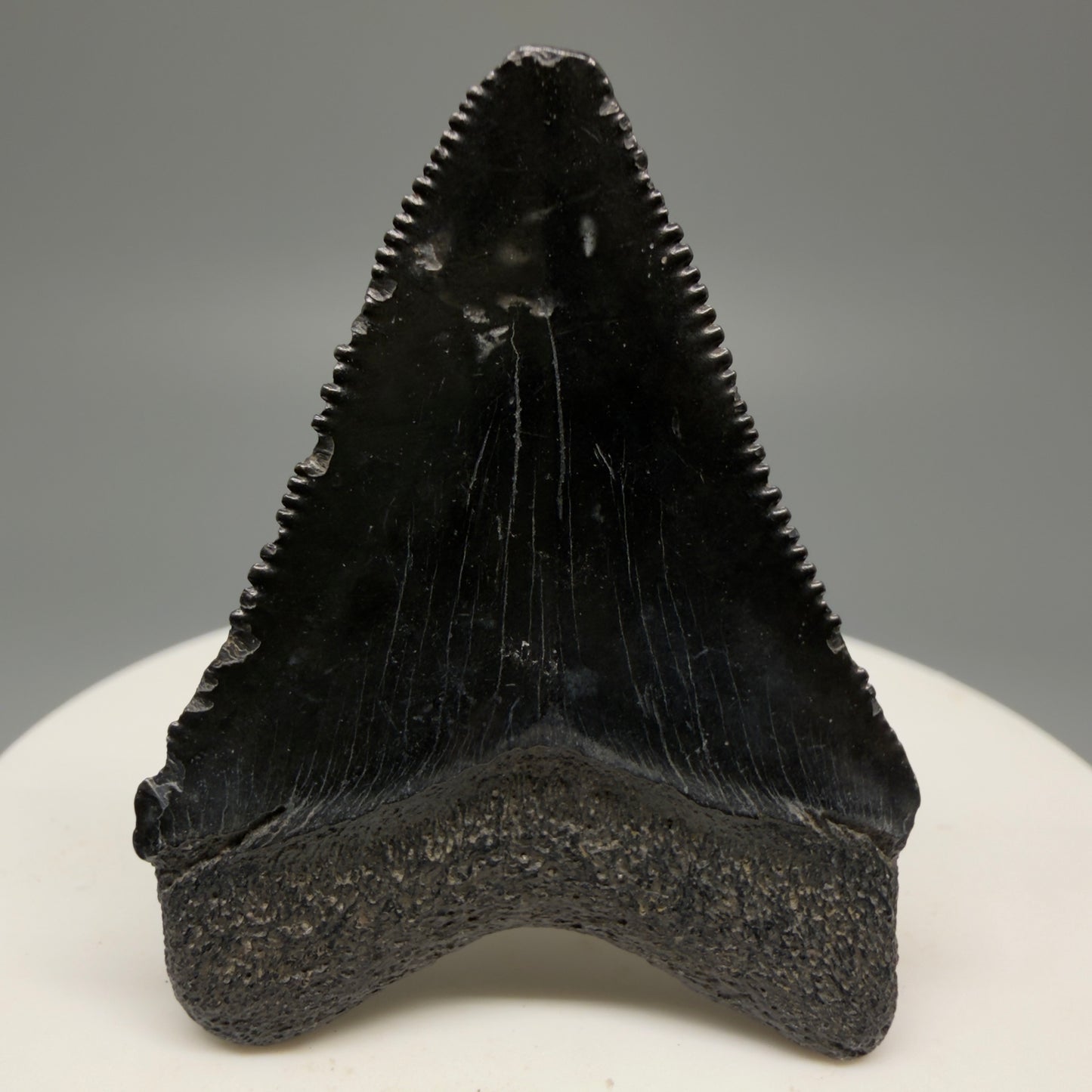 Back View 1.74" Heart Shaped Fossil Megalodon Tooth – South Carolina River Find | Authentic Megalodon Tooth CM5490