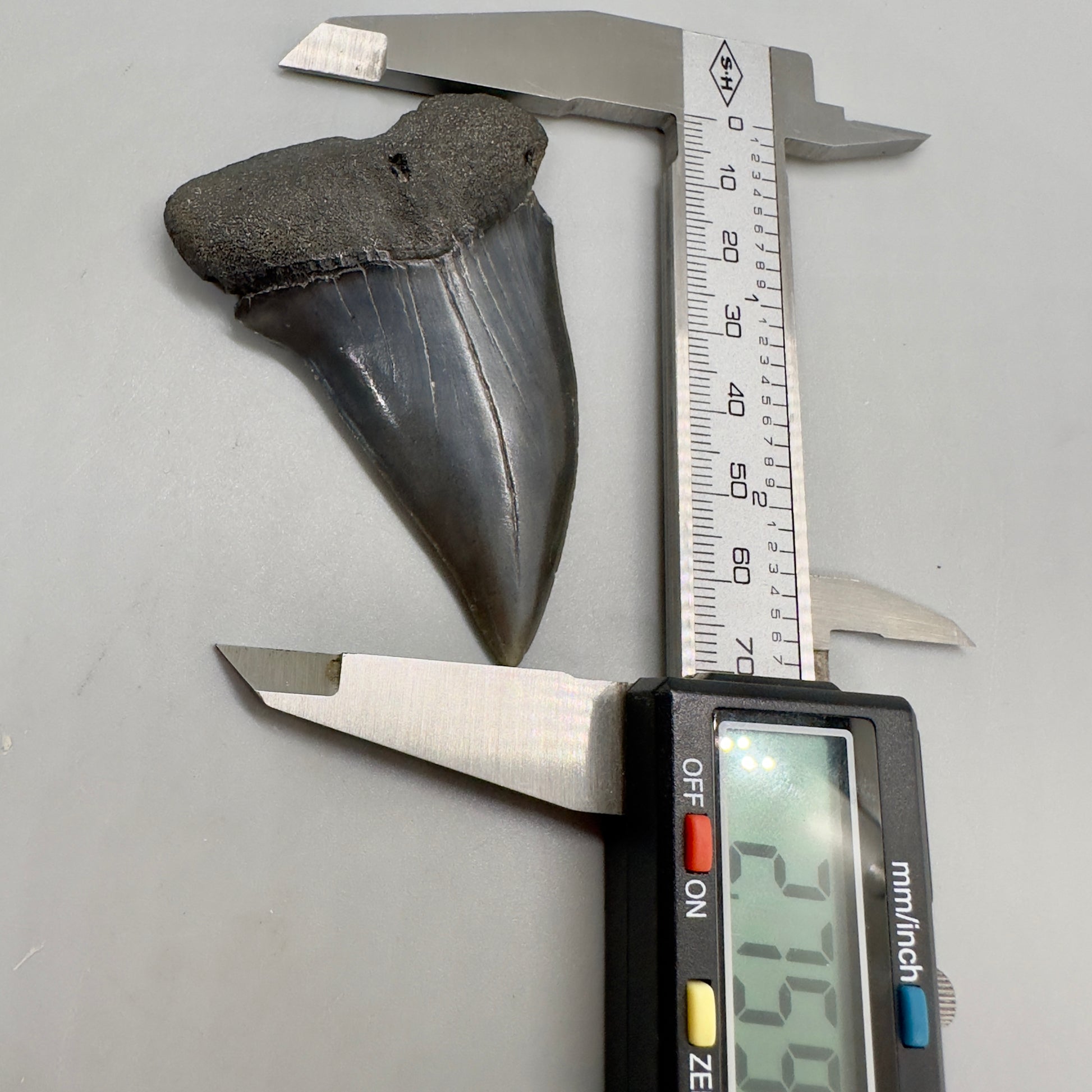 LARGE 2.75" Fossil Extinct Mako - Isurus hastalis Shark Tooth from Southeast USA M535 - Front with caliper