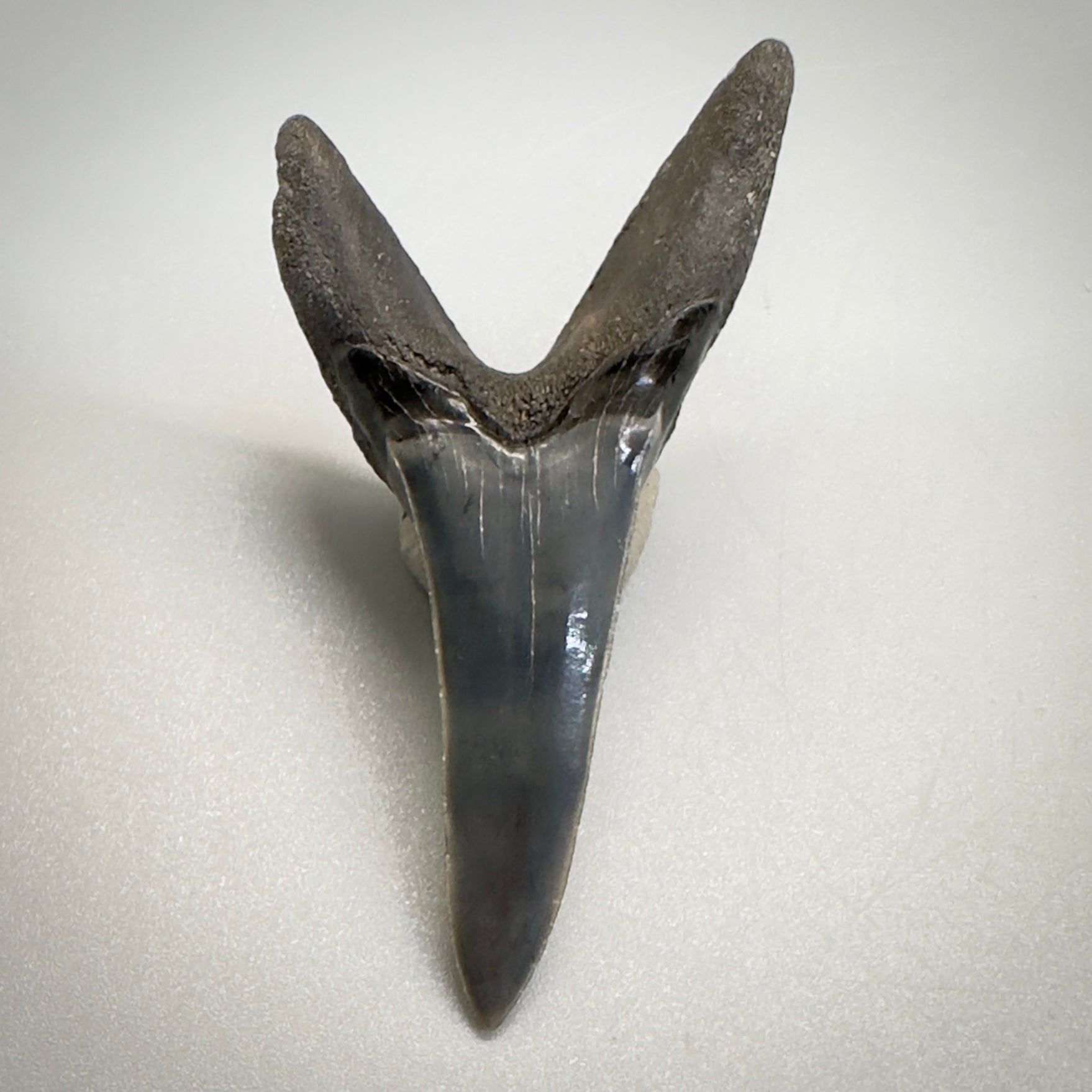 2.34 inches Fossil Shortfin Mako - Isurus desori Shark tooth from Southast, USA M522 back down