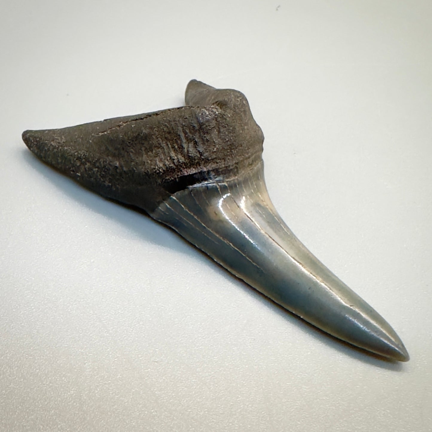 2.34 inches Fossil Shortfin Mako - Isurus desori Shark tooth from Southast, USA M522 front left