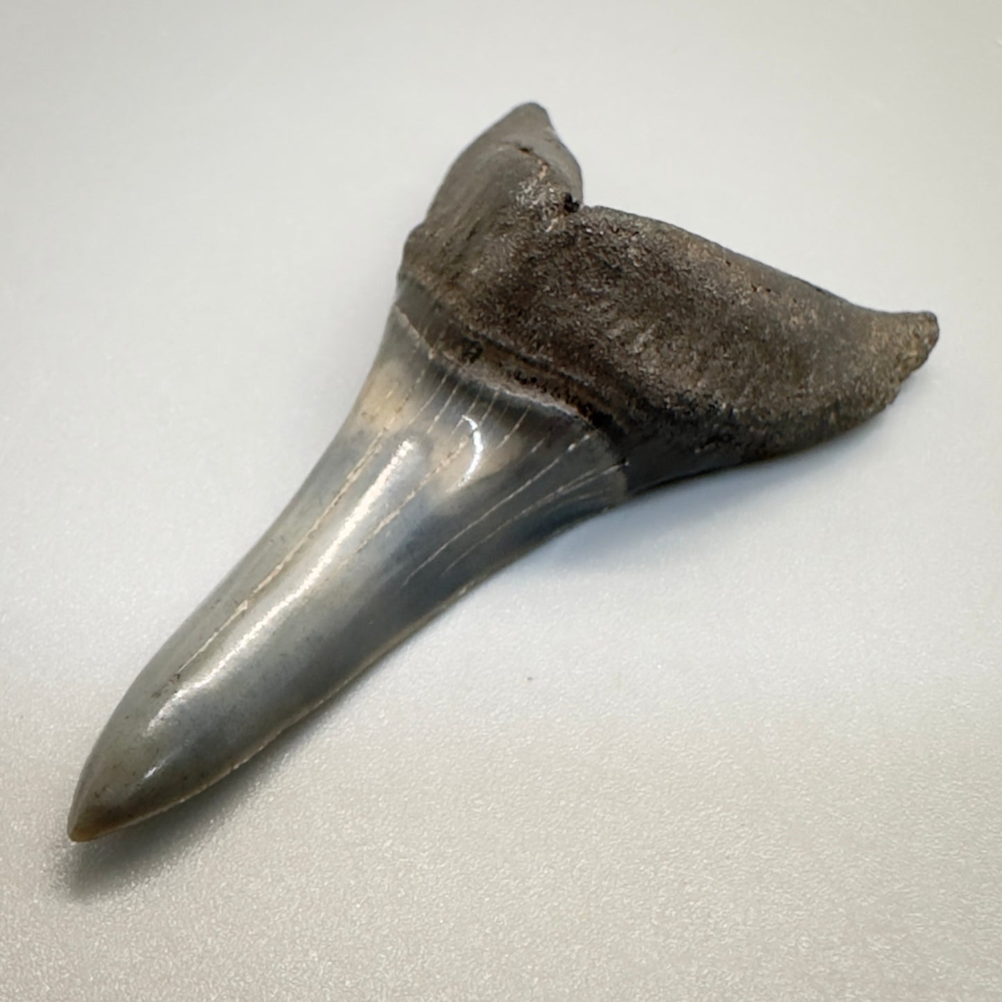 2.34 inches Fossil Shortfin Mako - Isurus desori Shark tooth from Southast, USA M522 front right