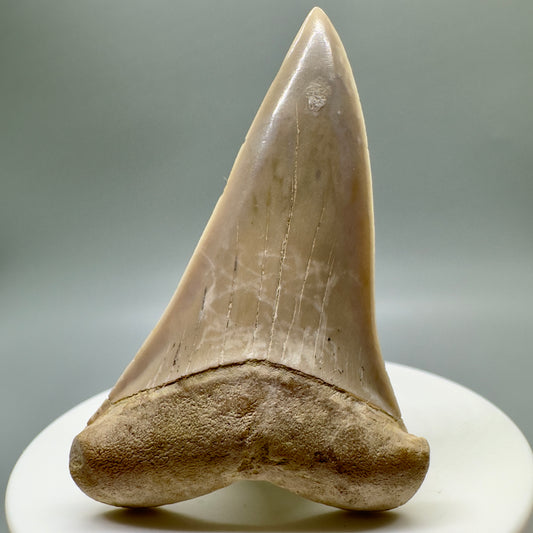 Colorful 2.48" Fossil Extinct Mako - Isurus hastalis Shark Tooth from Bakersfield, CA M540 - Front