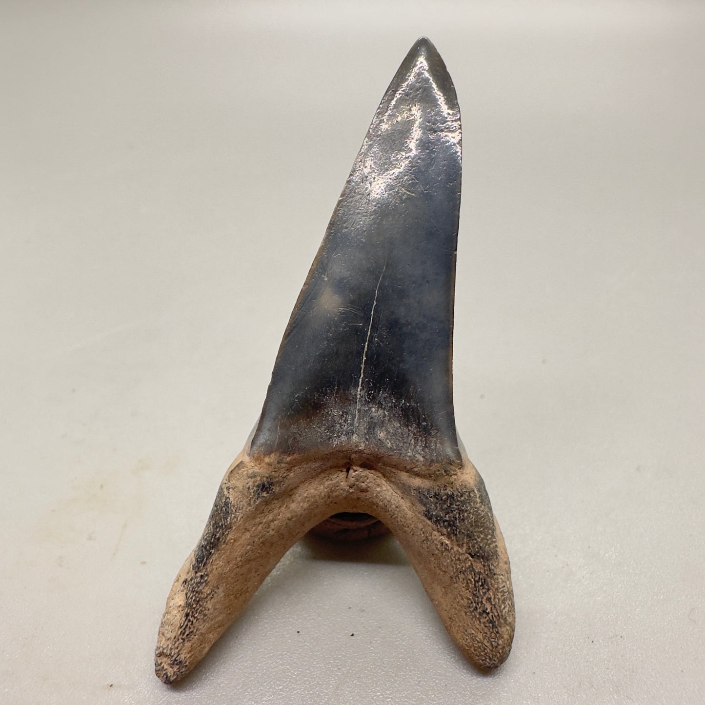 2.31 inches colorful Fossil Shortfin Mako - Isurus desori Shark tooth from Southeast, USA M23 back