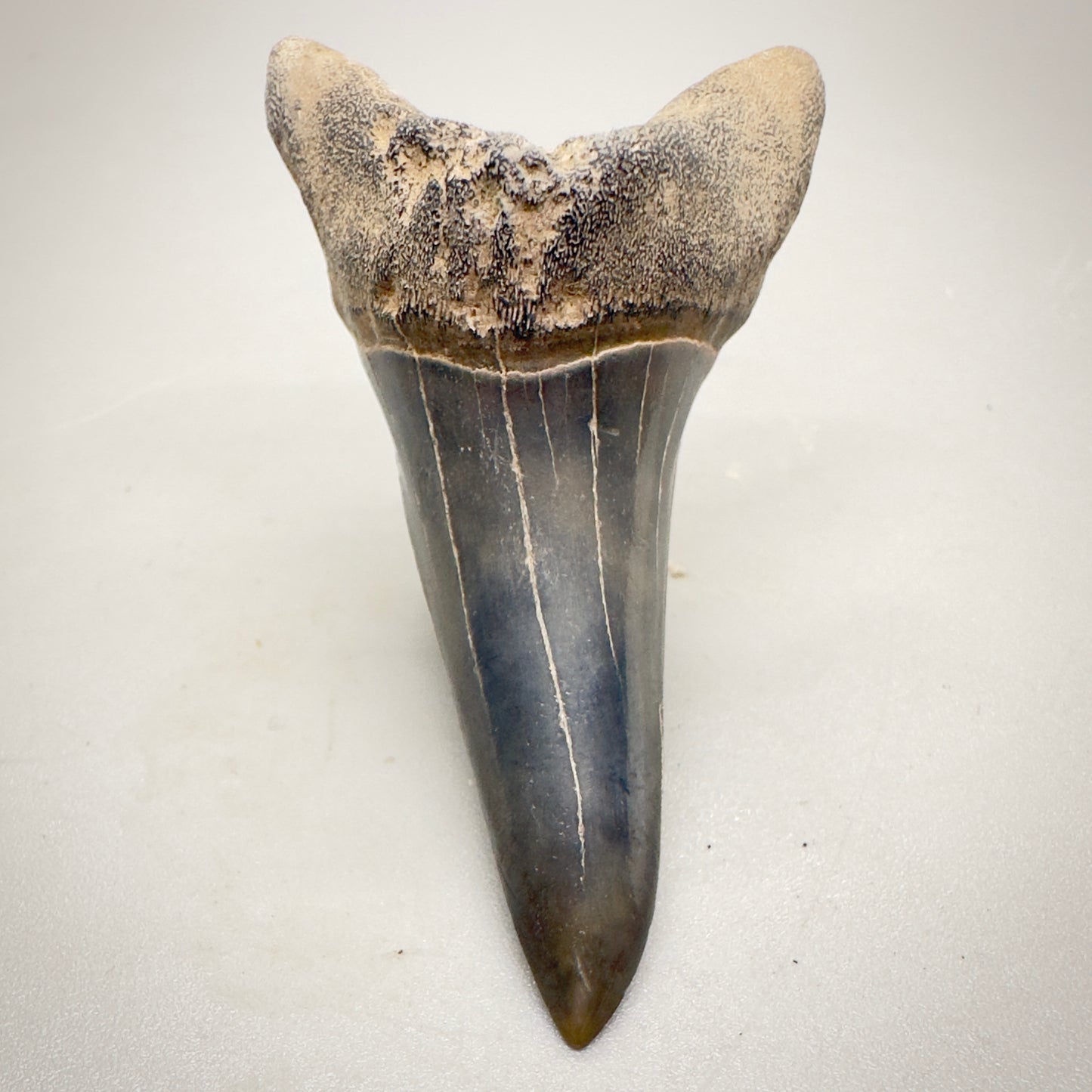 2.31 inches colorful Fossil Shortfin Mako - Isurus desori Shark tooth from Southeast, USA M23 front down