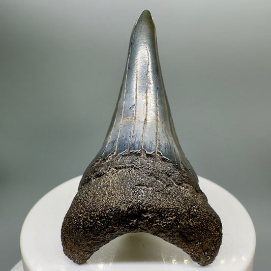 Large lower 2.61" Fossil Extinct Mako - Isurus hastalis Shark Tooth from Southeast USA M533 - Front