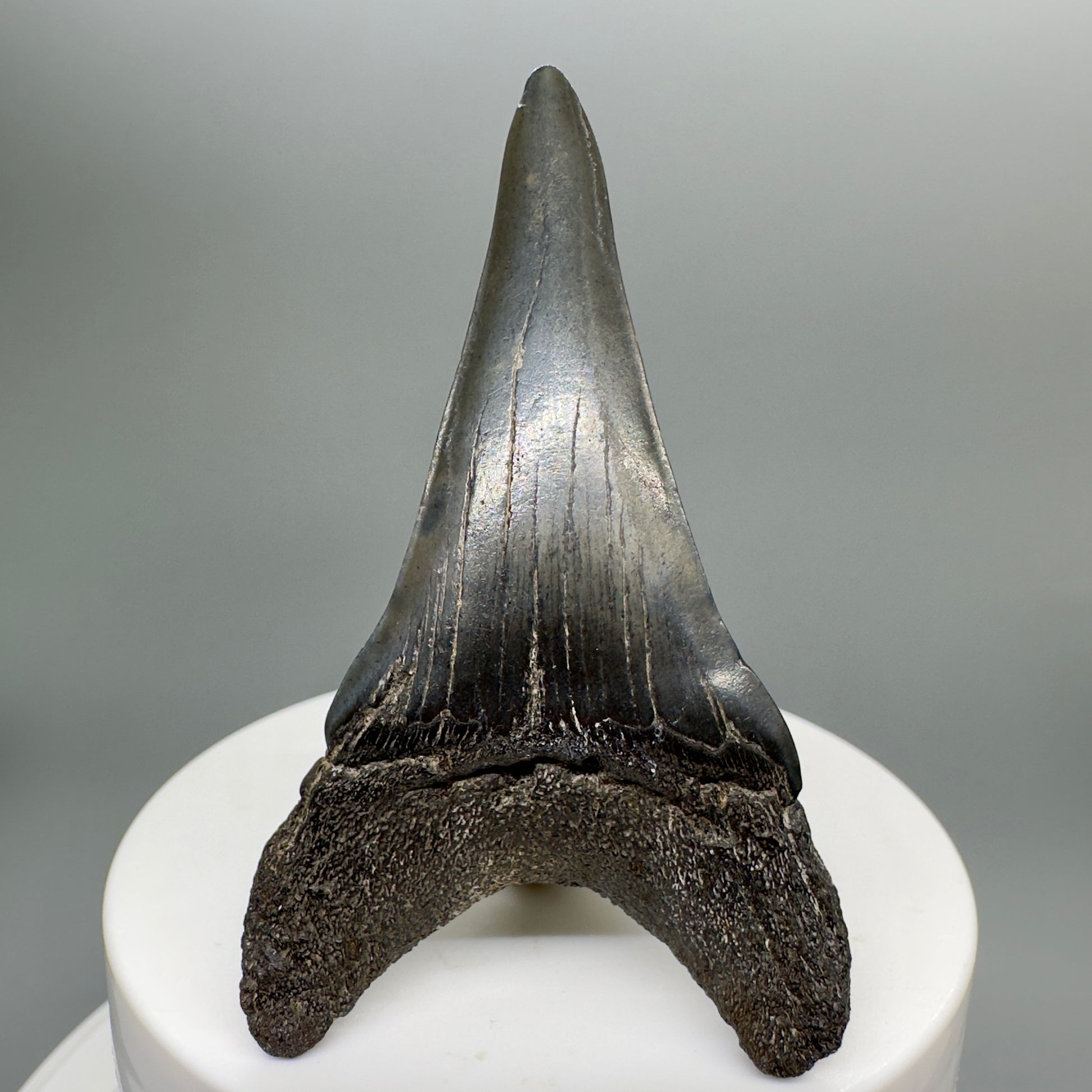 Large lower 2.61" Fossil Extinct Mako - Isurus hastalis Shark Tooth from Southeast USA M533 - Back