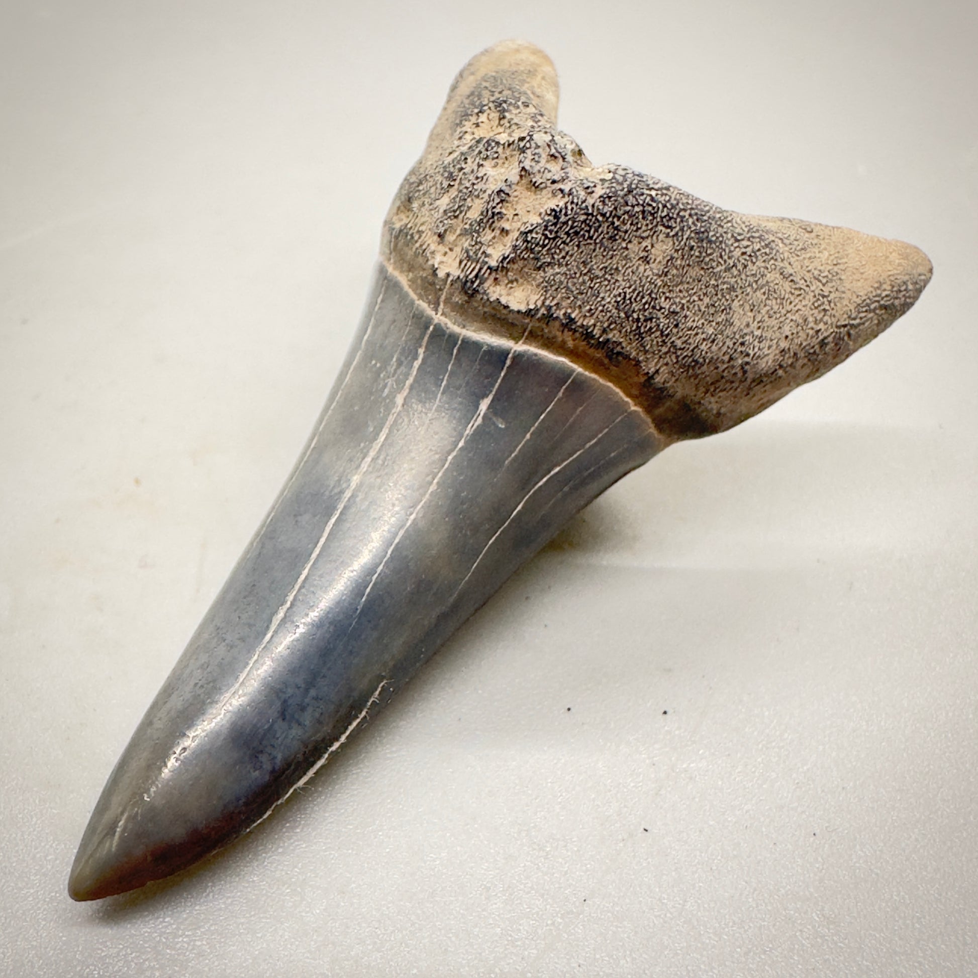 2.31 inches colorful Fossil Shortfin Mako - Isurus desori Shark tooth from Southeast, USA M23 front right