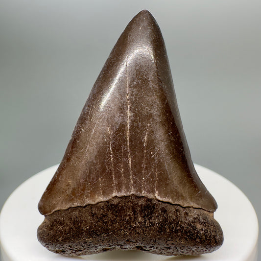 Brown 2.11" Fossil Extinct Mako - Isurus hastalis Shark Tooth from Southeast, USA M528 - Front