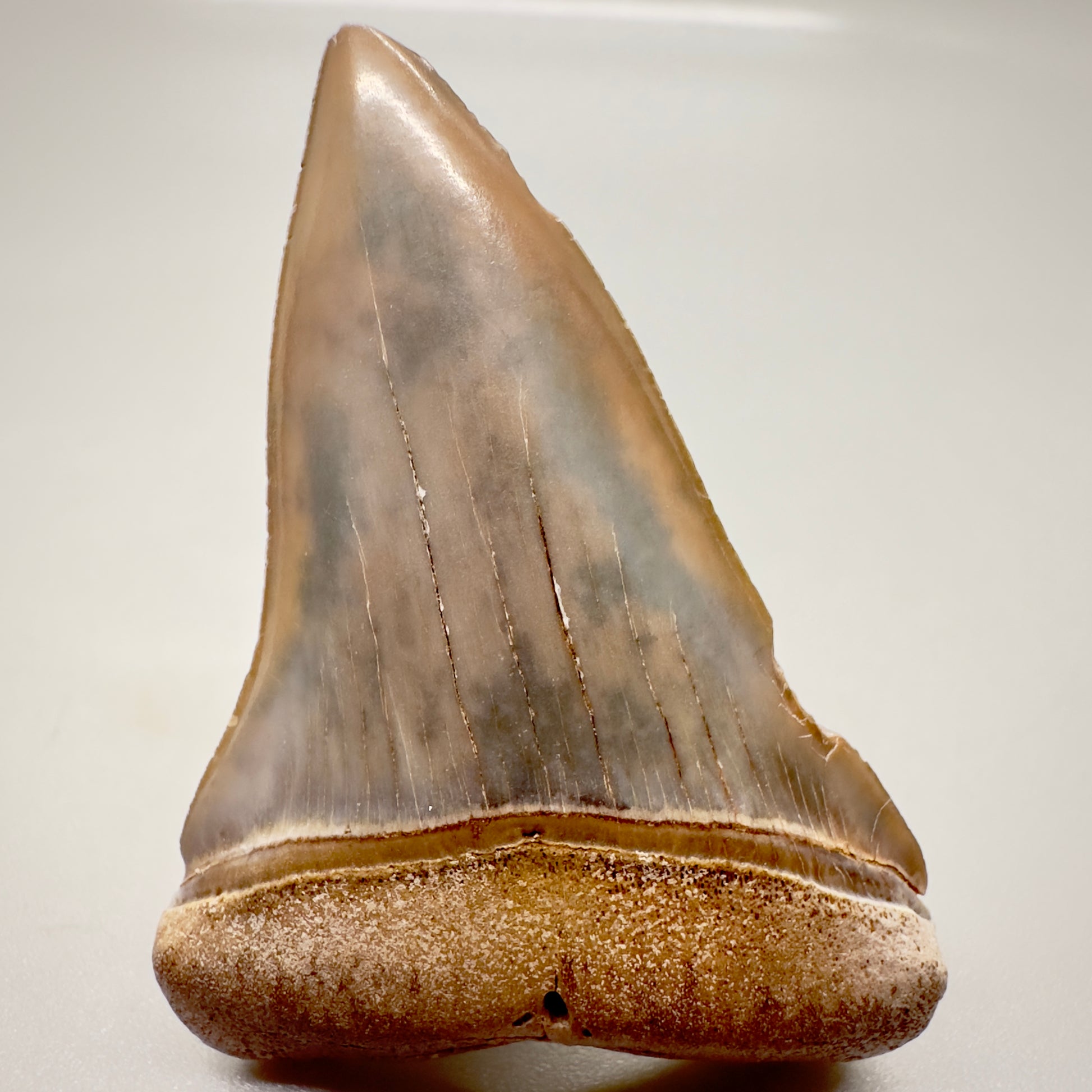 1.99 inches Colorful Extinct Mako - Isurus hastalis shark tooth from Sacaco, Peru M525 front