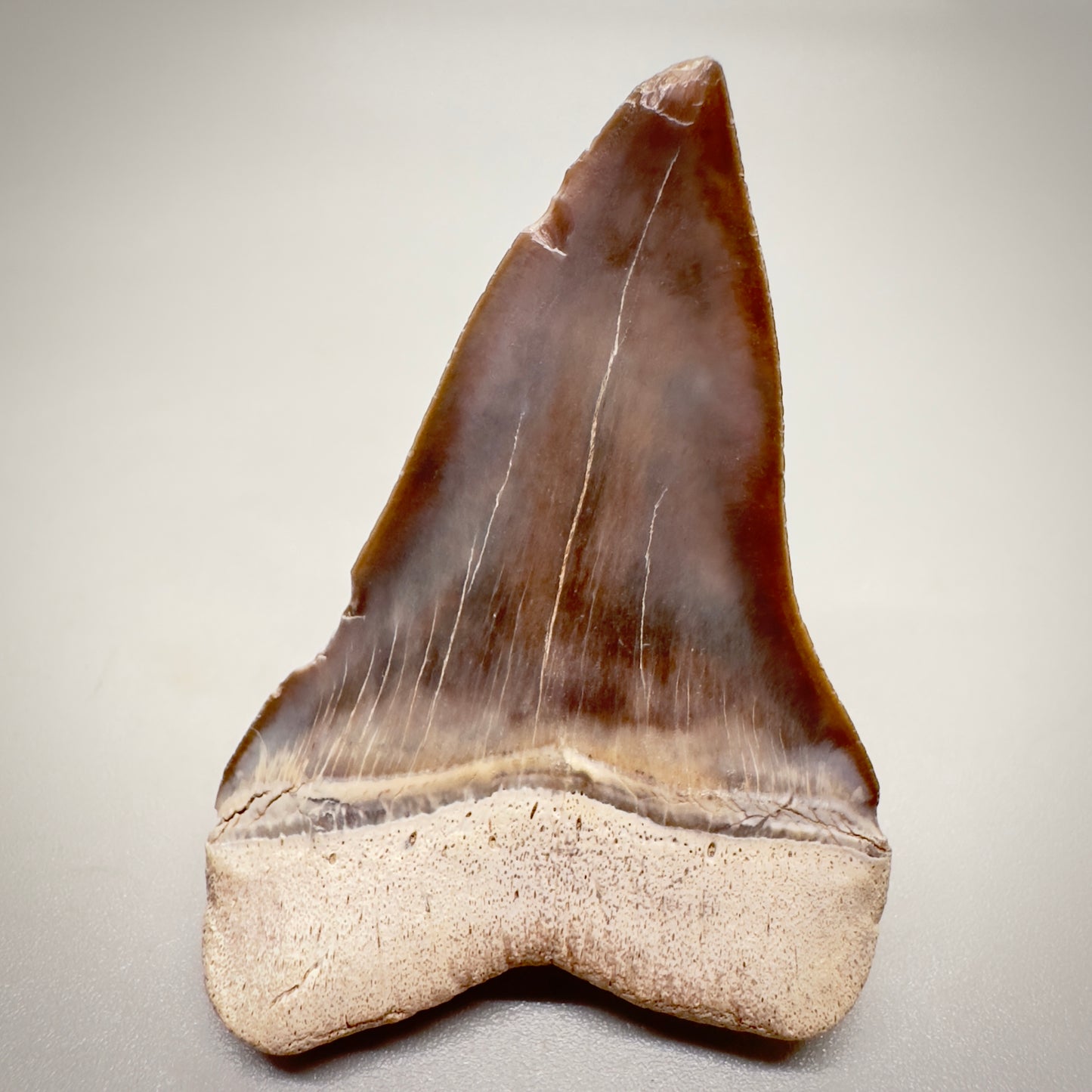 1.99 inches Colorful Extinct Mako - Isurus hastalis shark tooth from Sacaco, Peru M525 back