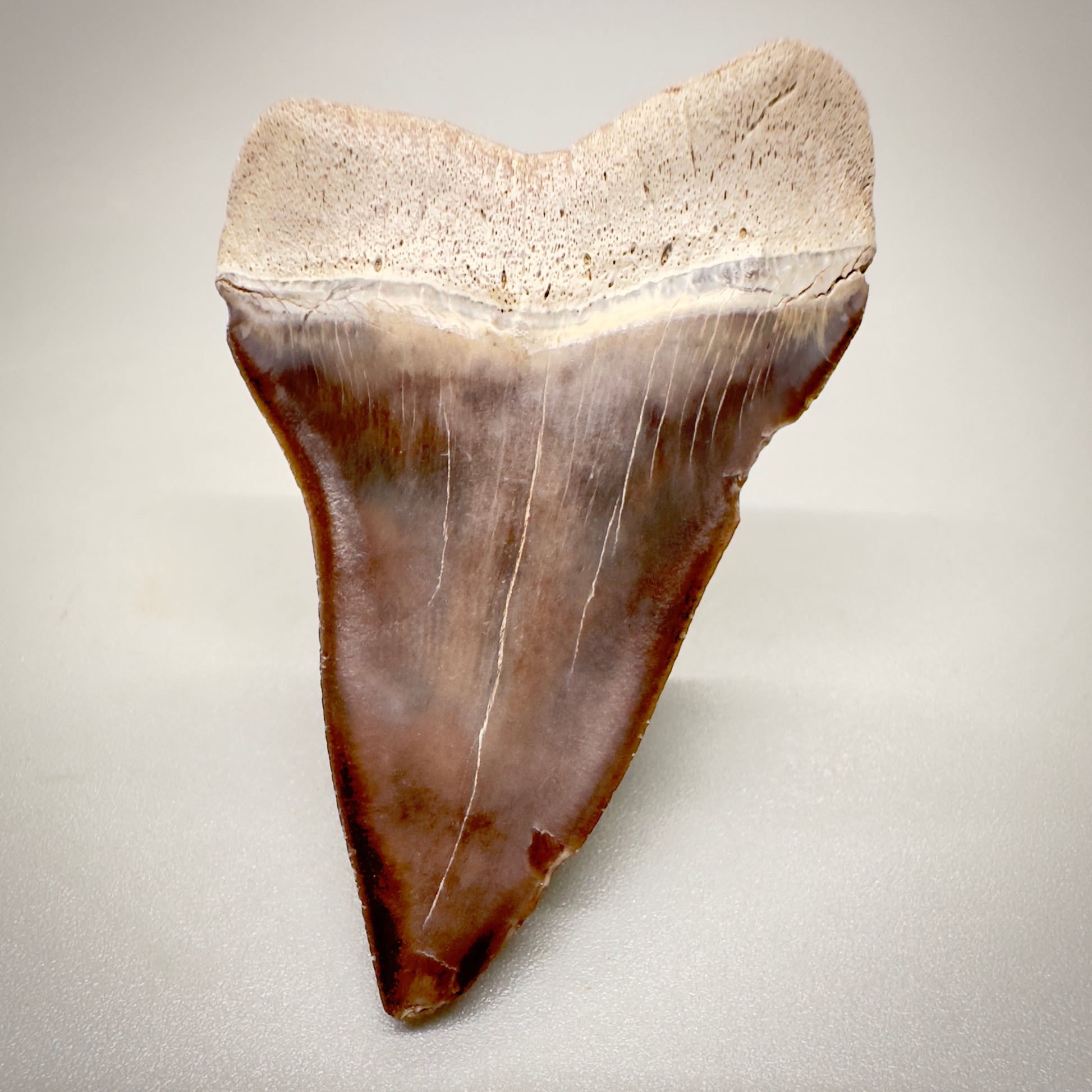 1.99 inches Colorful Extinct Mako - Isurus hastalis shark tooth from Sacaco, Peru M525 back down