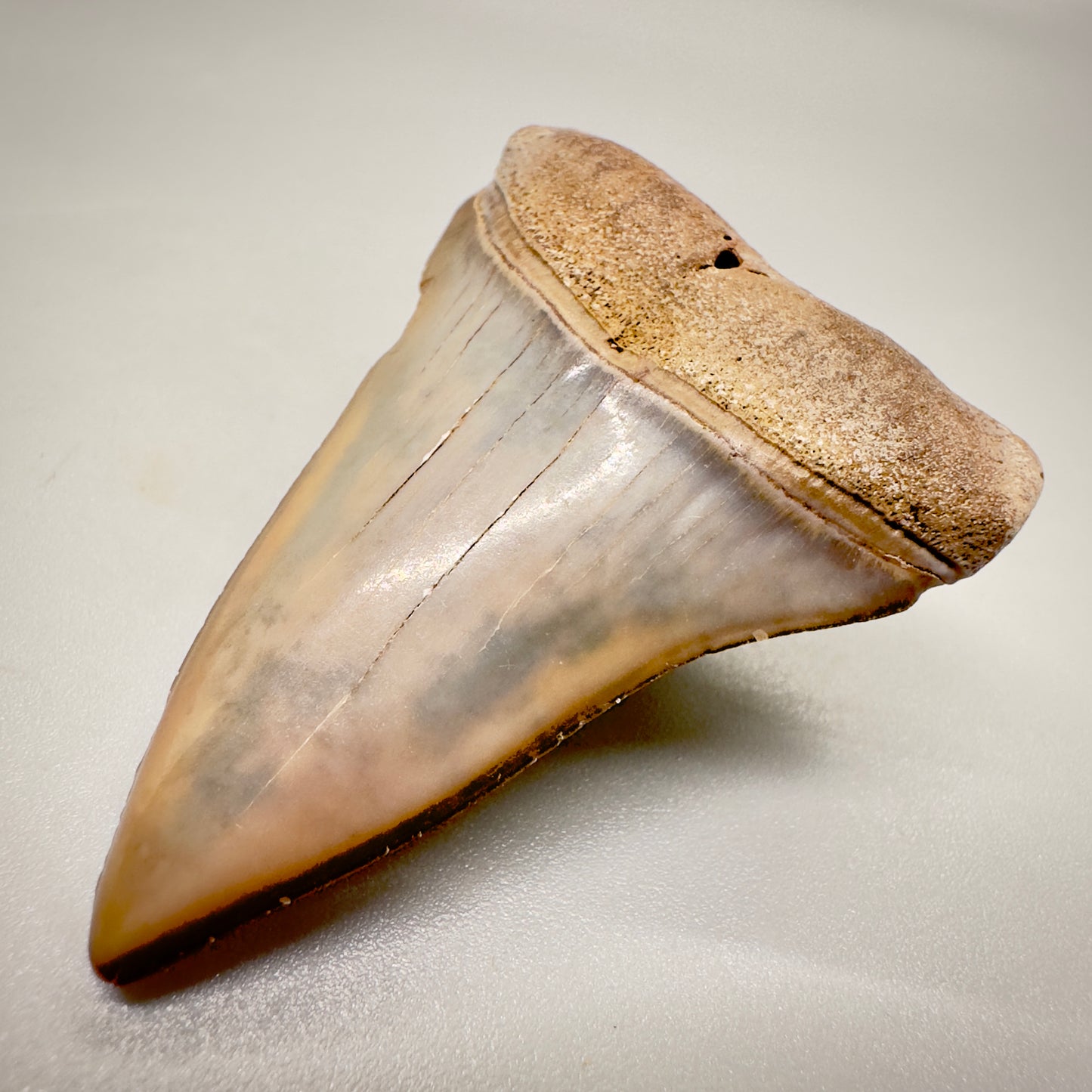 1.99 inches Colorful Extinct Mako - Isurus hastalis shark tooth from Sacaco, Peru M525 front right