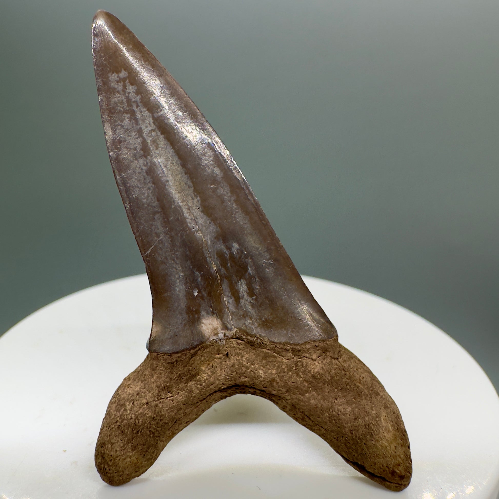2.24" Colorful Fossil Shortfin Mako - Isurus desori Shark Tooth from Southeast, USA M526 - Back