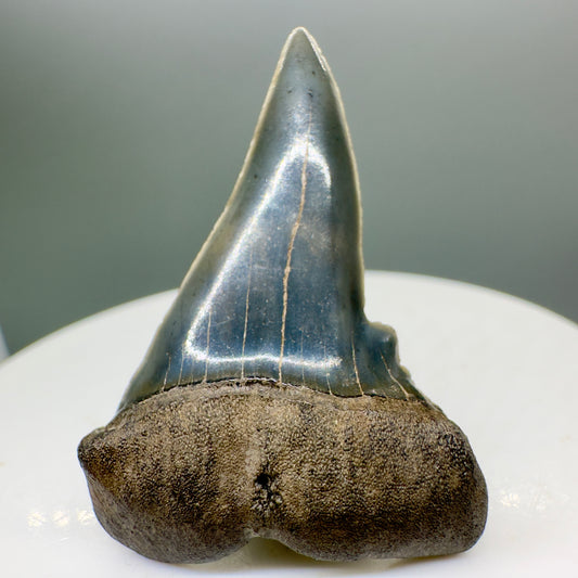 Deformed, colorful 1.53" Fossil Extinct Mako - Isurus hastalis Shark Tooth from Southeast USA M527 - Front