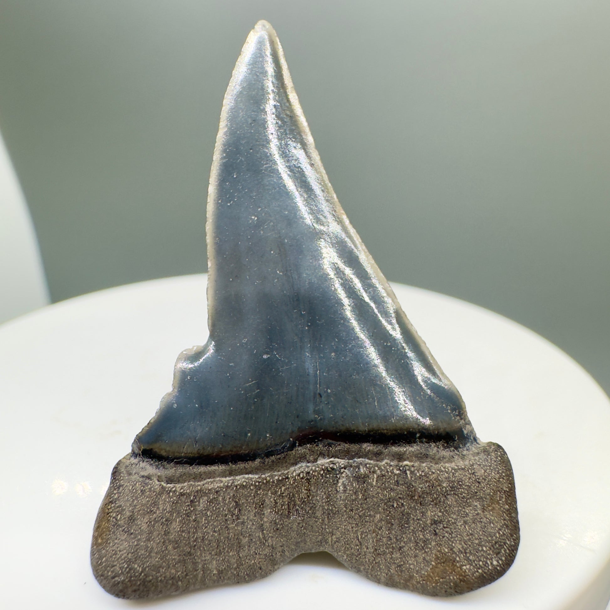 Deformed, colorful 1.53" Fossil Extinct Mako - Isurus hastalis Shark Tooth from Southeast USA M527 - Back