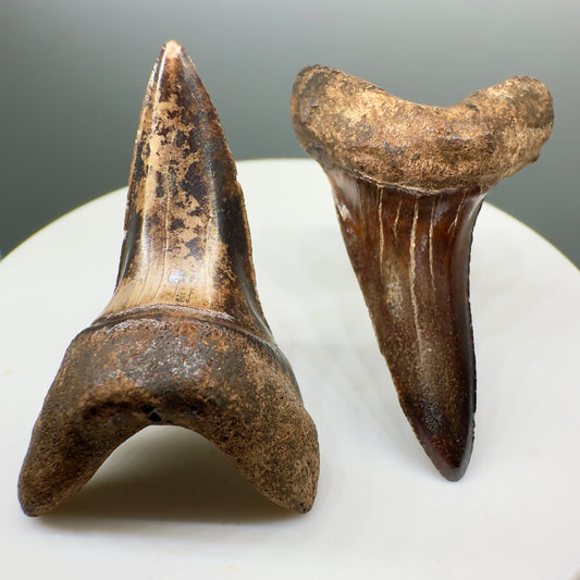 Colorful pair of upper and lower Fossil Extinct Longfin Mako - Isurus retroflexus Shark Tooth - Pamunkey, VA M532 - Front