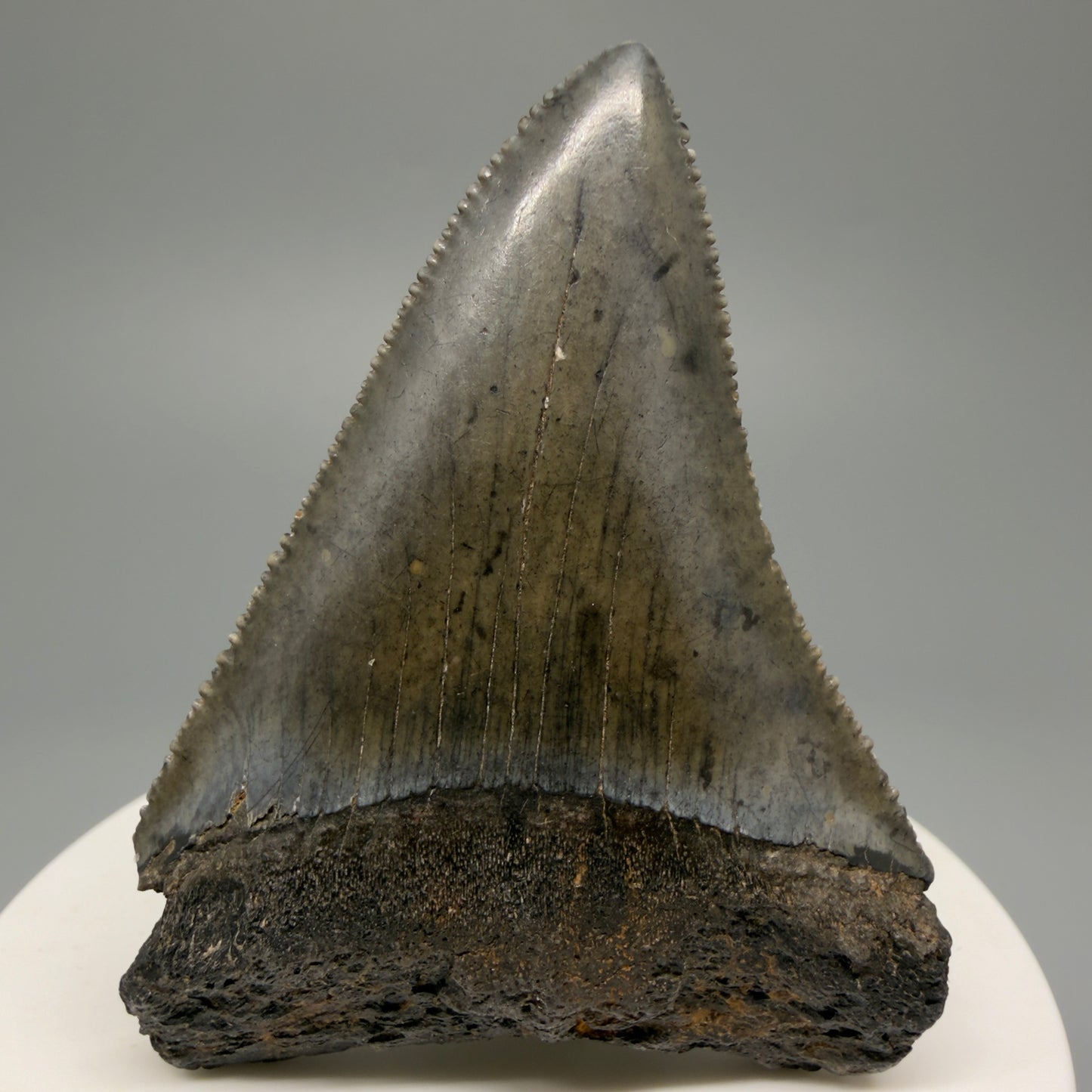 Large, sharply serrated 2.45" Fossil Great White Shark Tooth - South Carolina GW1232 - Front