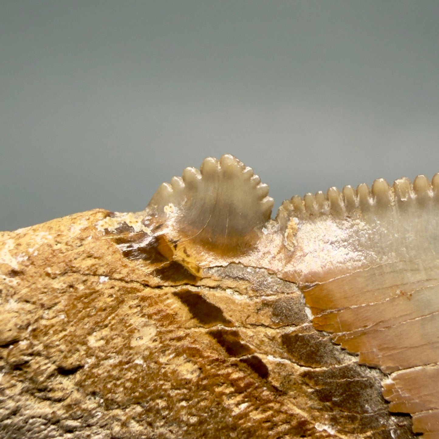 Left cusp detail View Collector's Quality 2.51" Fossil Carcharocles angustidens Shark Tooth from Charleston, South Carolina AN472