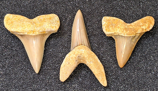Isurus praecursor - Extinct Mako Shark Tooth