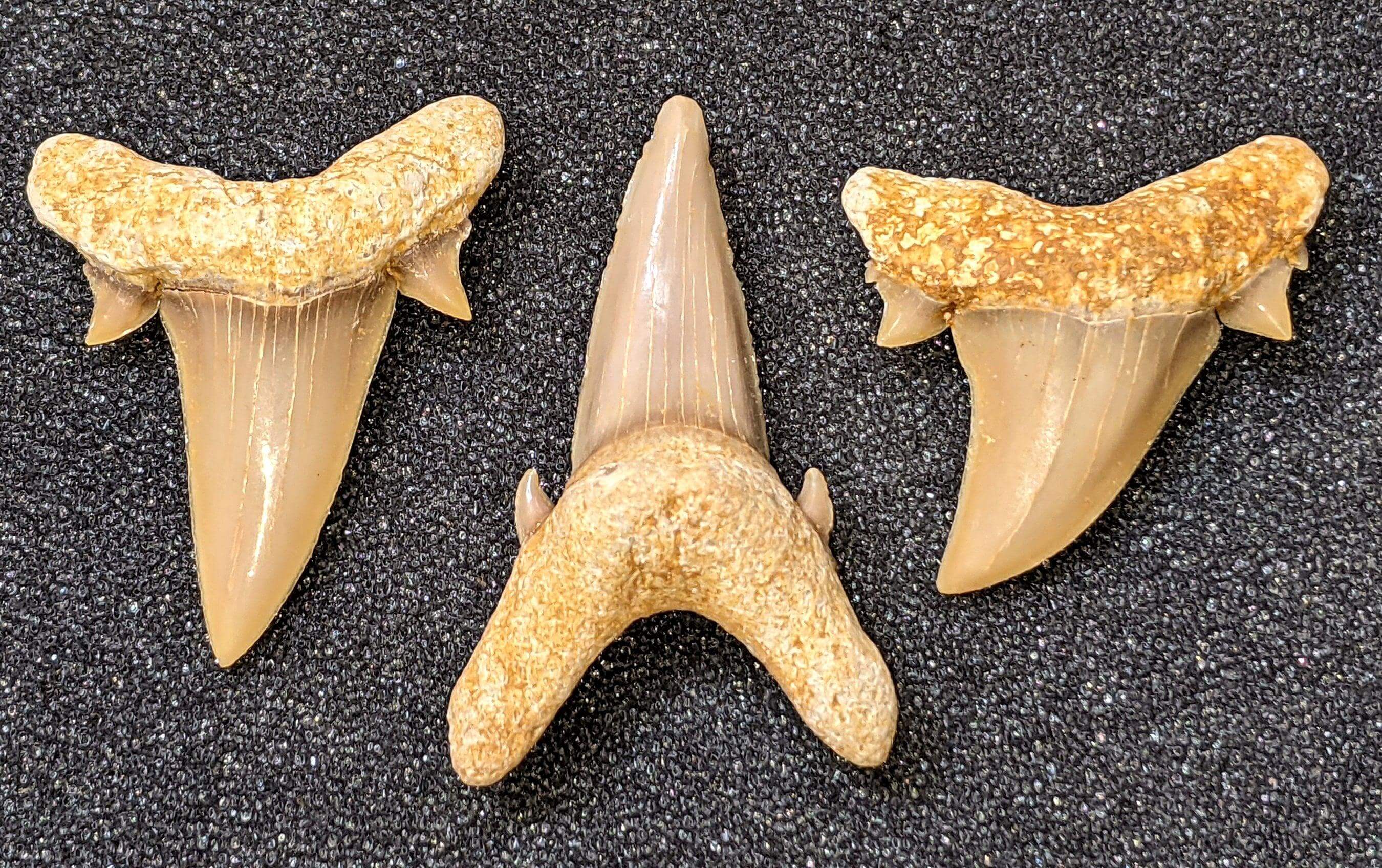 Serratolamna koerti - Extinct Mackerel Shark – Megalodon Teeth
