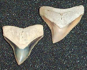 Carcharinus obscurus - Dusky Shark