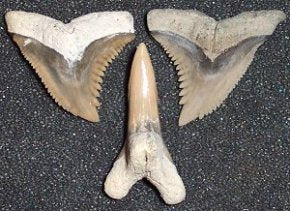 Hemipristis serra - Extinct Snaggletooth Shark