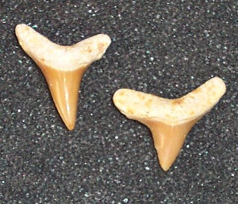 Alopias alabamensis - Extinct Thresher Shark - Western Sahara
