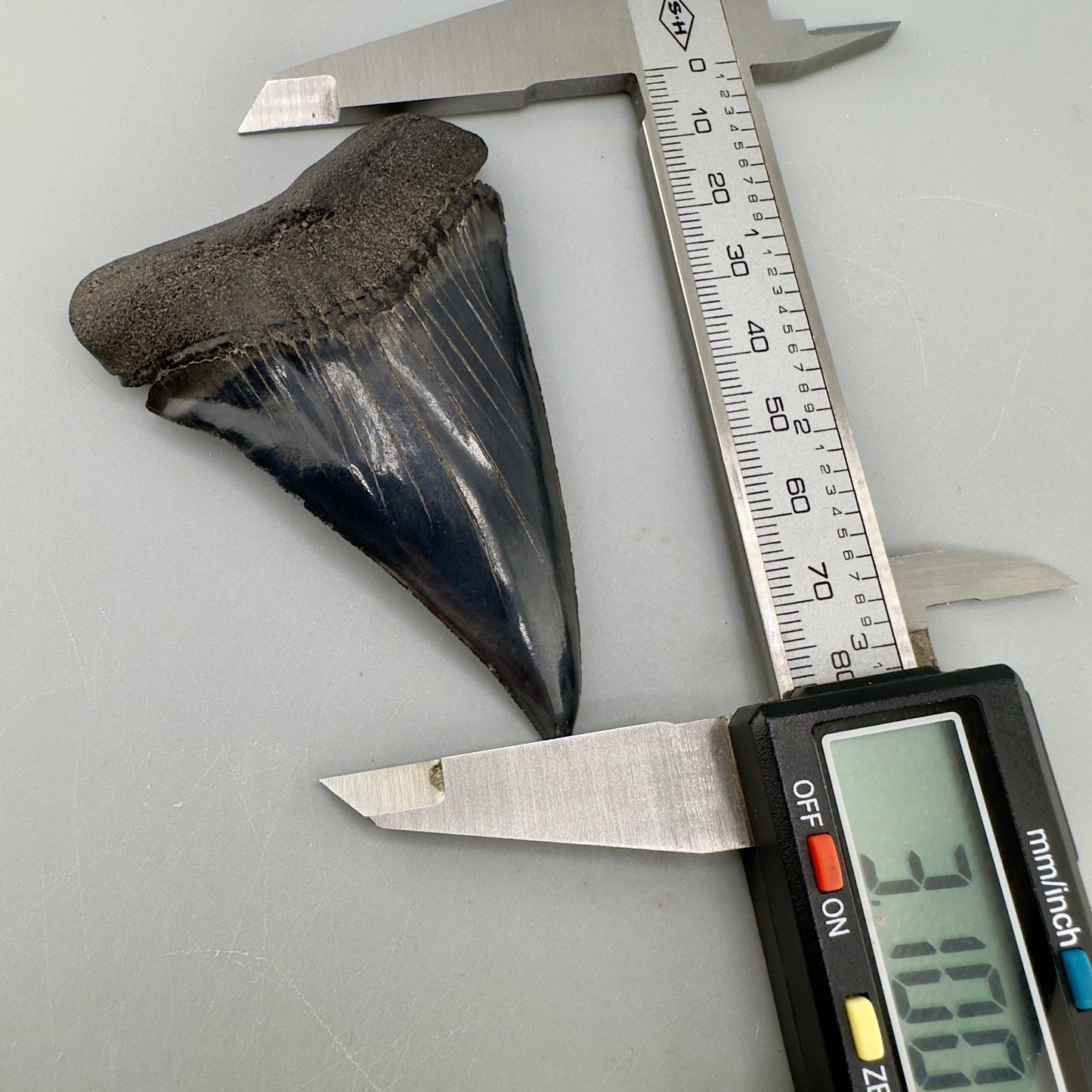 HUGE, XL 3.10" Fossil Extinct Mako - Isurus hastalis Tooth from South Carolina M588 - Front