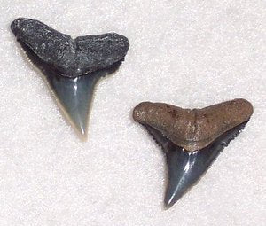 Carcharinus plumbeus - Sandbar Shark
