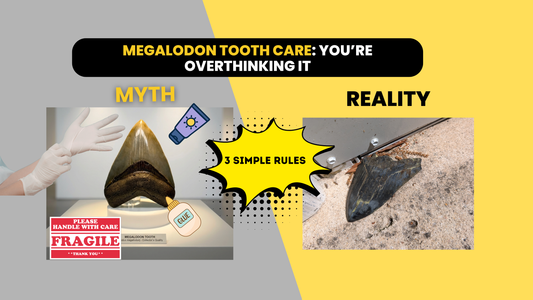 Megalodon Tooth Care Guide: How to Protect Your Fossil Shark Tooth (It’s Easier Than You Think
