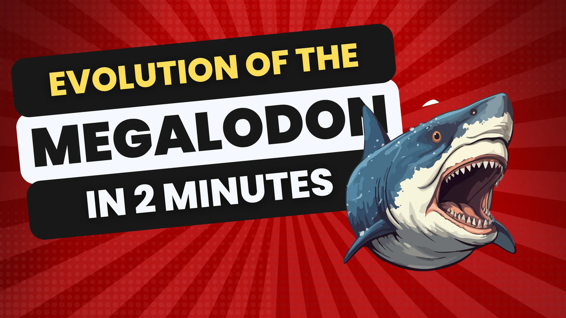 Banner Red Background with yellow, white and black text Evolution of The Megalodon in 2 Minutes