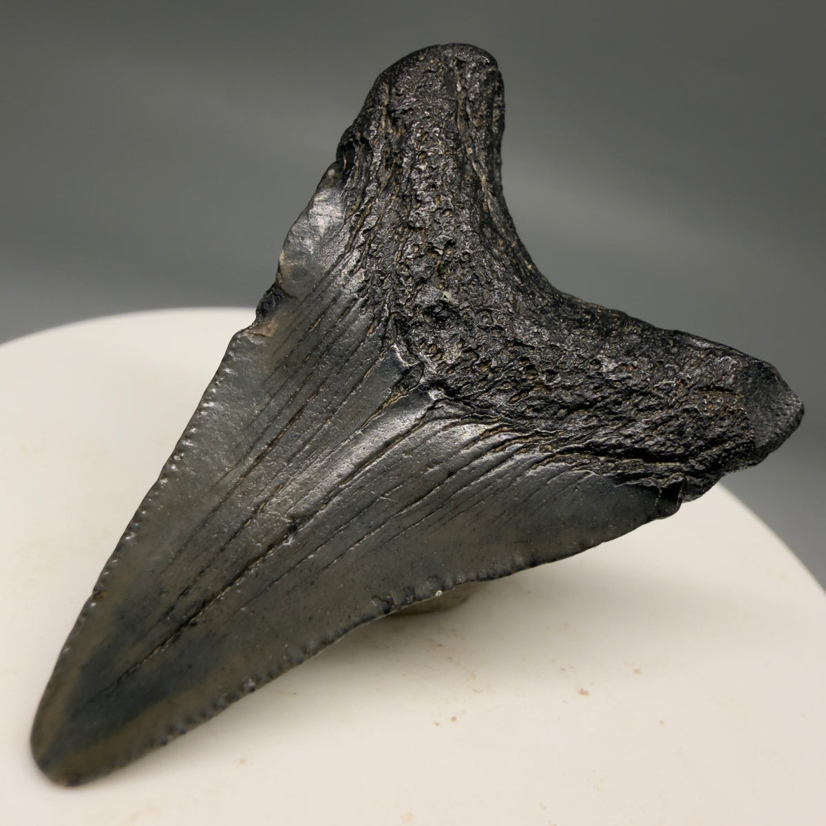 1-Back Right View Colorful 1.70" Fossil Megalodon Tooth – South Carolina River Find | Authentic megalodonteeth.com CM6723