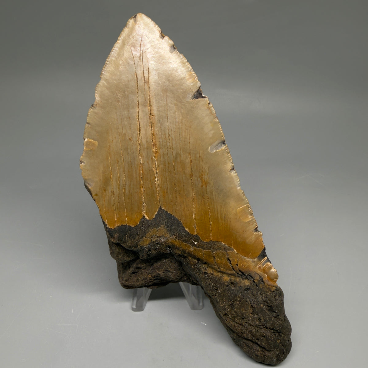1-Back View 6.37" Authentic Megalodon Tooth – Extra Large, Colorful Fossil from North Carolina megalodonteeth.com CM6762