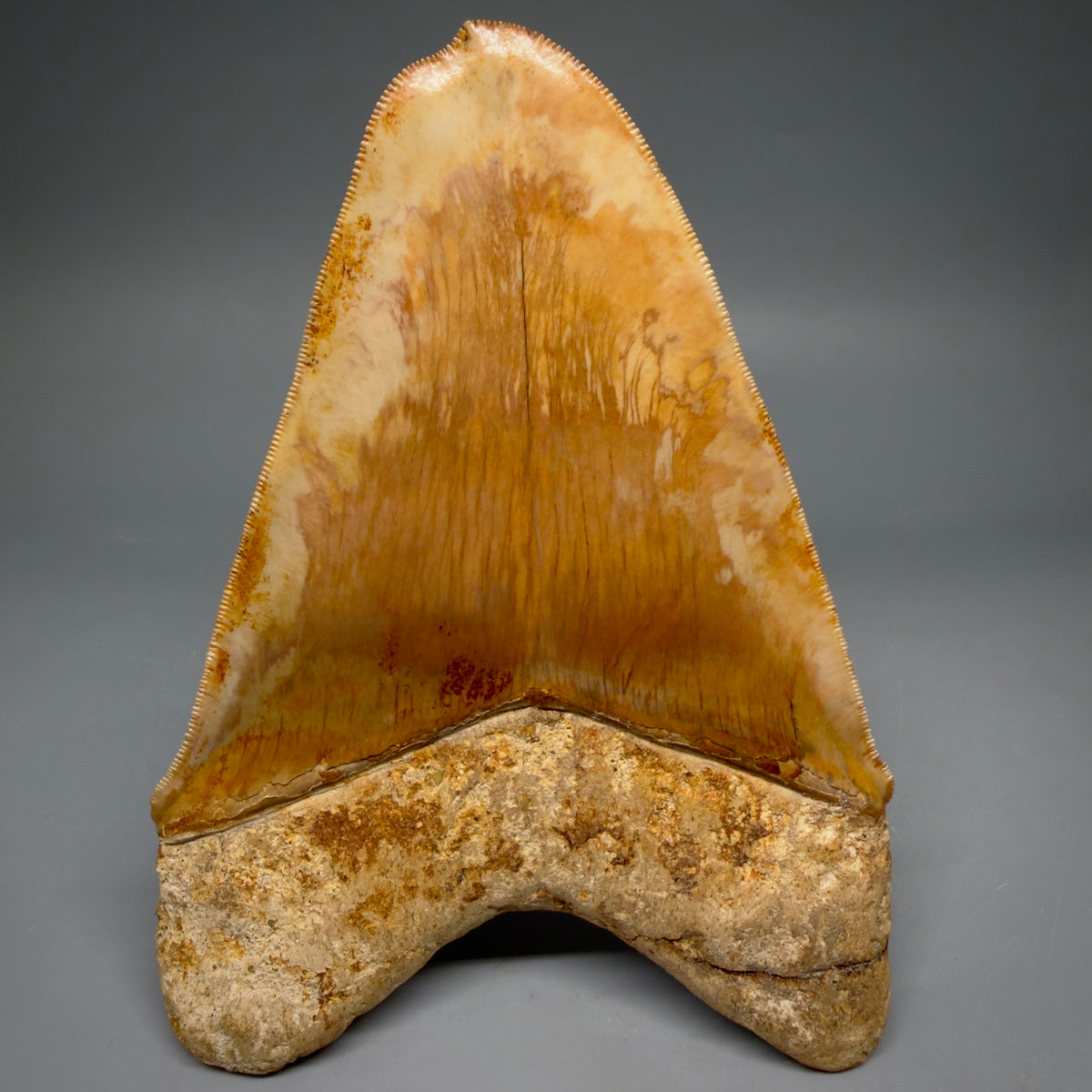 Back View Authentic, Collector's quality deformed 5.62″ Colorful Megalodon Tooth – West Java Indonesia megalodonteeth.com CM674  1 