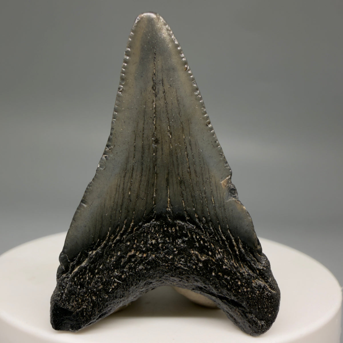 1-Back View Colorful 1.70" Fossil Megalodon Tooth – South Carolina River Find | Authentic megalodonteeth.com CM6723