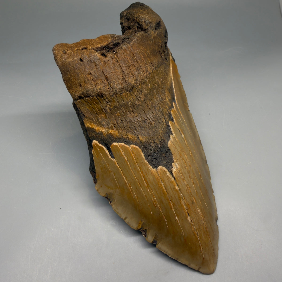 1-Front Left View 6.37" Authentic Megalodon Tooth – Extra Large, Colorful Fossil from North Carolina megalodonteeth.com CM6762
