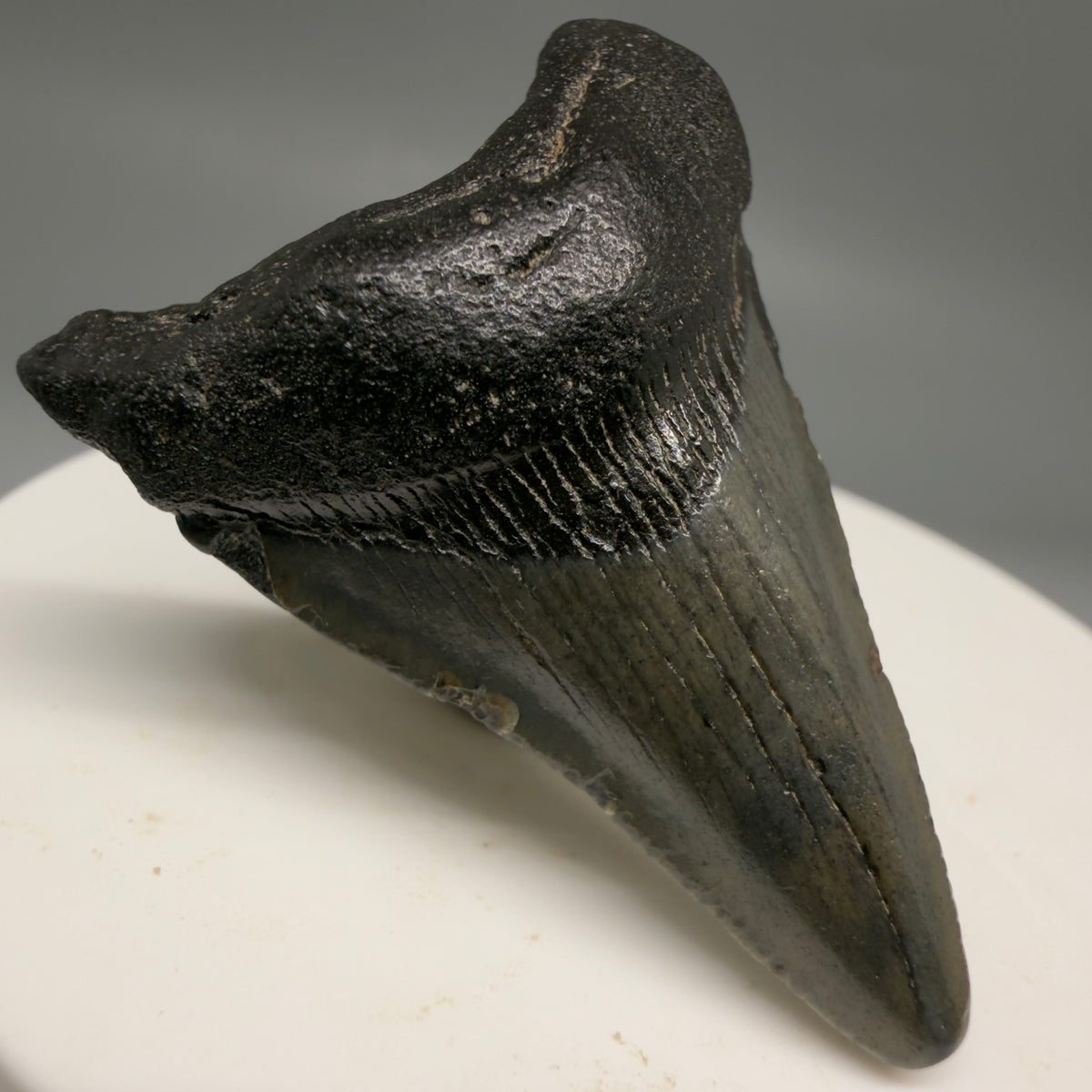 Front Left View Colorful 1.70" Fossil Megalodon Tooth – South Carolina River Find | Authentic megalodonteeth.com CM6723