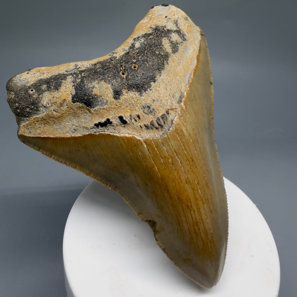 Front Left View Colorful 3.71" Fossil Megalodon Tooth from North Carolina - megalodonteeth.com CM6771