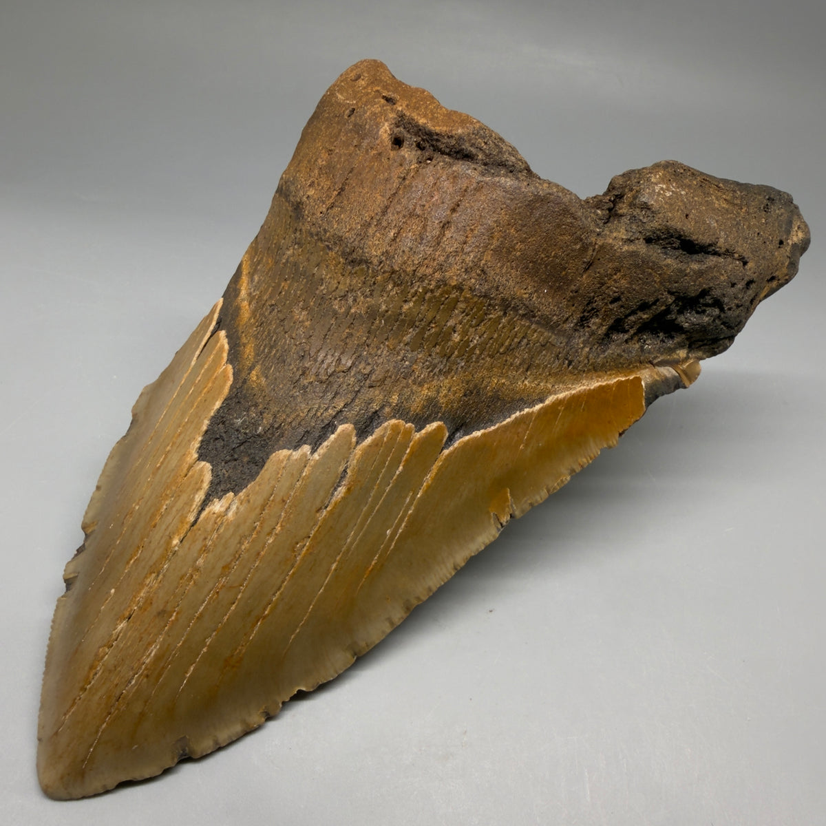 1-Front Right View 6.37" Authentic Megalodon Tooth – Extra Large, Colorful Fossil from North Carolina megalodonteeth.com CM6762