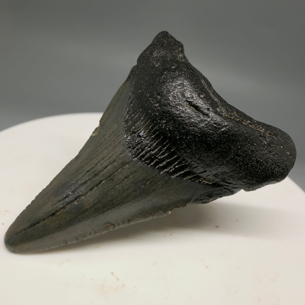 1-Front Right View Colorful 1.70" Fossil Megalodon Tooth – South Carolina River Find | Authentic megalodonteeth.com CM6723